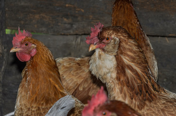 Hens and roosters walk in the yard on the farm