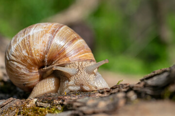 A closeup of a snail in a shell on a wood in a park with grass on the blurry background