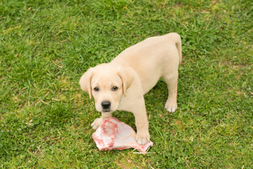 Little Labrador puppy eat a fleshy bone