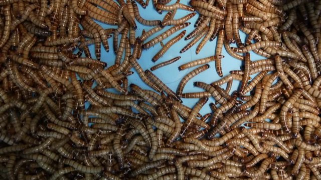 Many beetle larvae crawling in container. Small alive mealworms for food preparation crawling on bottom of container on market.