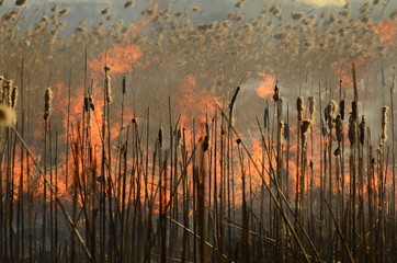 coastal zone of marsh creek, strong smoke from fire of liana overgrowth. Spring fires of dry reeds...