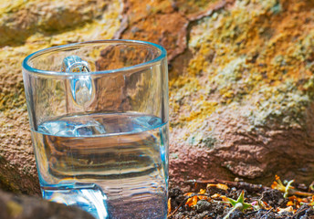 Ant walking in a glass tea mug filled with water in a sunlit rock garden at a sparkling sunny day in spring