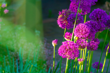 Colorful purple flowers in a bright lush garden in sunlight in spring
