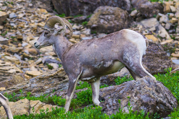 big horn sheep at Glacier national park,Montana,usa.