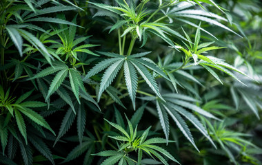 Fototapeta na wymiar medical marijuana farm