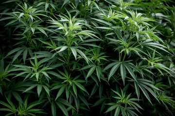 cannabis plant hemp bush medical marijuana