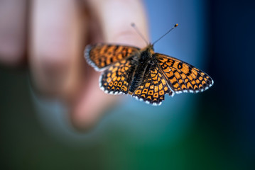 Fototapeta na wymiar A butterfly named Melitaea phoebe sitting on a boy's finger. The largest Melitaea of the Old World, at least certain of its forms