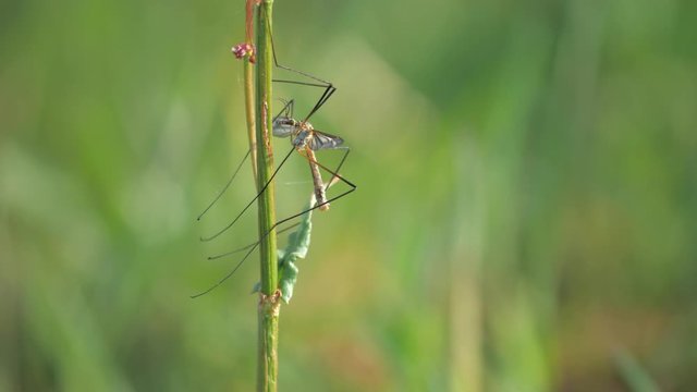 Insect Tipula or Marsh Crane Fly, Tipula oleracea, mating pair. Couple of common insect European Crane Fly,  Tipula oleracea or Tipula paludosa having sex.