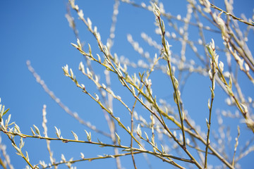 The new leaves from the buds on the trees in spring