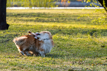 Naklejka na ściany i meble happy and active purebred Welsh Corgi dogs playing in the grass field