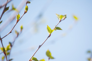 The new leaves from the buds on the trees in spring