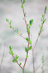 The new leaves from the buds on the trees in spring