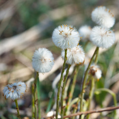 The flowers in the meadow in the spring