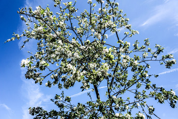 Obstbaum