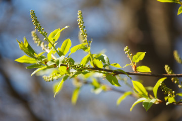 young flowers and leaves on the trees in spring