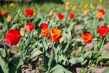 tulips in the flowerbed in spring
