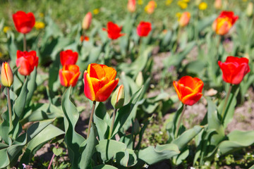tulips in the flowerbed in spring
