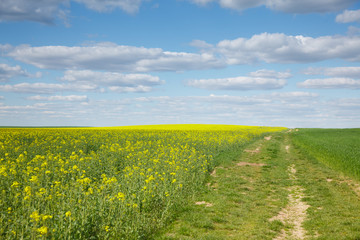 The rural landscape in the spring