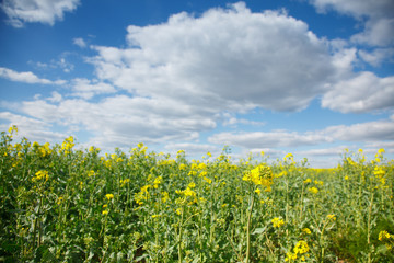 Obraz premium The rural landscape in the spring