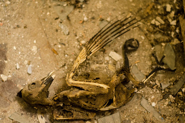 Skeleton of dead birds lying on the floor.