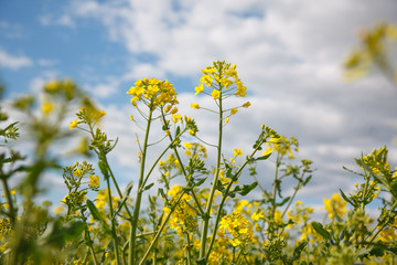 Obraz premium The rural landscape in the spring