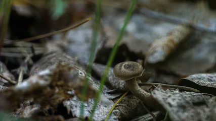 small brown mushroom growing in the forest