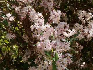 Deutzia purpurascens | Purpur-Deutzie mit Weiße und rosa Frühlingsblume
