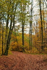 road through the colorful forest in autumn. leafs on the footpath 