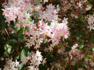 Deutzia purpurascens | Purpur-Deutzie. Kleiner Strauch mit überhängenden Zweigen und weißen, außen rot überlaufenen Blüten
