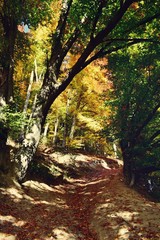 Fototapeta premium road through the colorful forest in autumn. leafs on the footpath 
