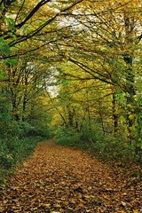 Fototapeta premium road through the colorful forest in autumn. leafs on the footpath 