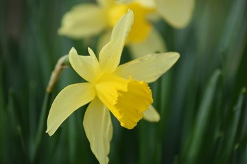 flowers in the spring morning sunlight with green background in the summer grass. With happy bright colors