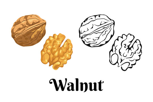 Walnut isolated on white background. Vector color illustration of  nuts in shell and peeled in cartoon flat style and black and white outline. Organic food Icon.
