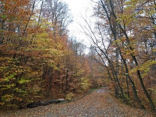 road through the colorful forest in autumn. leafs on the footpath 