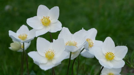 delicious white delicate flowers, spring day in garden