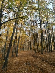road through the colorful forest in autumn. leafs on the footpath 