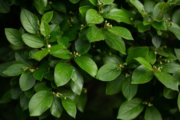 green leaves background