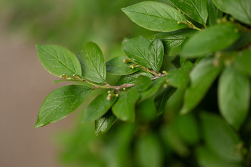 green leaves on a branch
