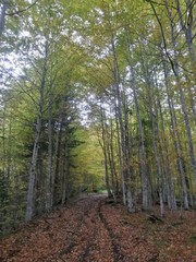 road through the colorful forest in autumn. leafs on the footpath 