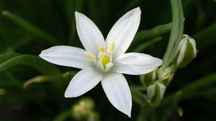 beautiful white flower at close range, spring day