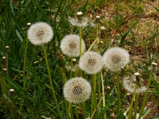 dandelions on meadow with blow-balls scenic