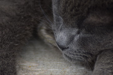 lazy grey cat chilling in the sun with bright eyes close up of the animal