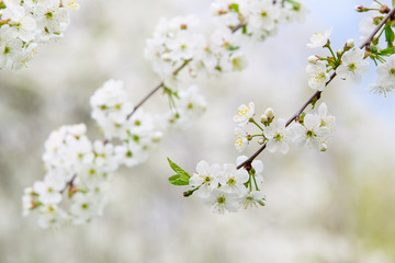 cherry blossoms in spring garden