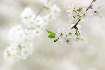 Fototapeta na wymiar cherry blossoms in spring garden