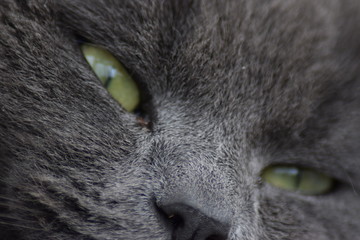 lazy grey cat chilling in the sun with bright eyes close up of the animal