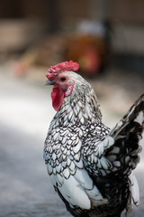 牧場で飼育された可愛い鶏