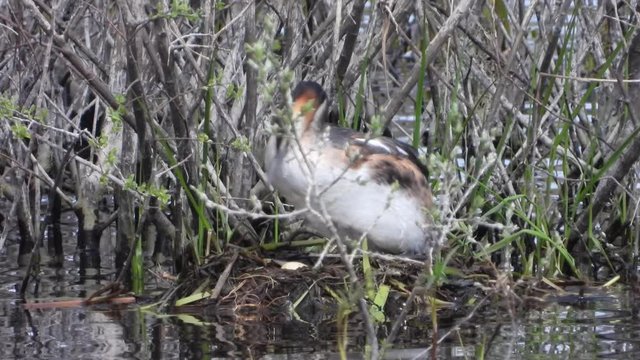 Haubentaucher&nbsp;(Podiceps cristatus) setzt sich auf Eier