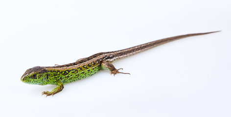 Full length green sand lizard (Lacerta agilis Linnaeus) isolated on white background. Studio shot