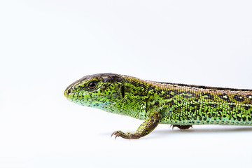 Portrait of green sand lizard (Lacerta agilis Linnaeus) isolated on white background. Studio shot