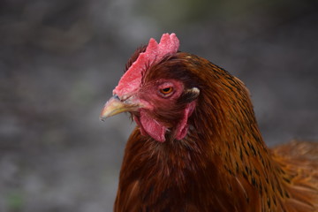 rooster chicken head close up red brown colors with grey 